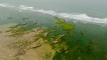 An aerial photo taken of algae lining the coast