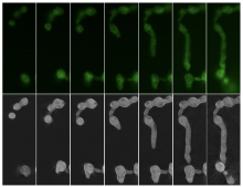 Neurospora crassa under NanoLive microscopic platform