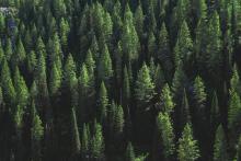 An aerial photograph above a pine tree forest in the daytime displaying dozens of trees.