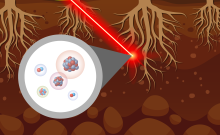 A graphic displays a laser dissecting a section of plant roots beneath the surface of soil. Popping up from the laser dissection area is a graphic representation of a selection of isotopes from the dissected root area.