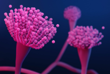 Aspergillus 