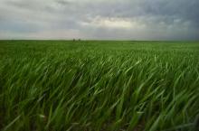 A green field in the ARM Southern Great Plains site