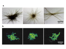 A grid displaying microscopic images of Red Sea or laboratory-formed colonies and an example of the MALDI molecular ion image for a detected metabolite.