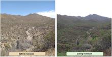 Two side-by-side photos. On the left, the words 'before monsoon' are superimposed over a dry, somewhat barren landscape. On the right, the words 'during monsoon' are superimposed over the same landscape but now with vegetation flourishing throughout.