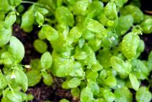 An image of the green Arabidopsis thaliana plant with waterdroplets shown on each leaf.