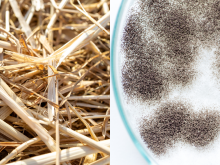 On the left, a photo of corn stover from a corn field, and on the right, a photo of a petri dish filled with Aspergillis niger (a fungus)