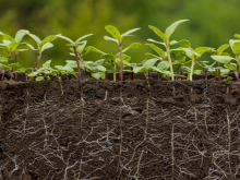 Photo of a cross section of several plants growing in soil and it displays roots below the surface of the soil